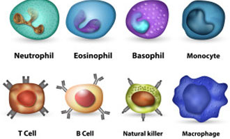 MIXED CHIMERISM POST-HEMATOPOIETIC STEM CELL TRANSPLANT (HSCT) FOR X-LINKED HYPER IGM SYNDROME (XHIGM)